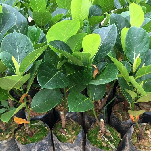 化州市 无胶珍珠菠萝蜜苗  包生