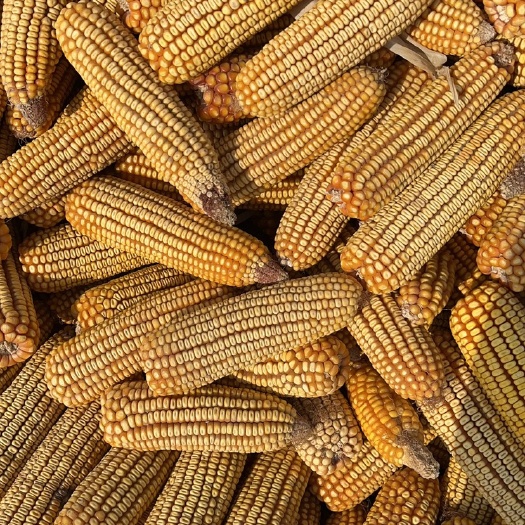 靖远县黄玉米粒 玉米粒 ≥600g/L 10-20% 7-8个粮