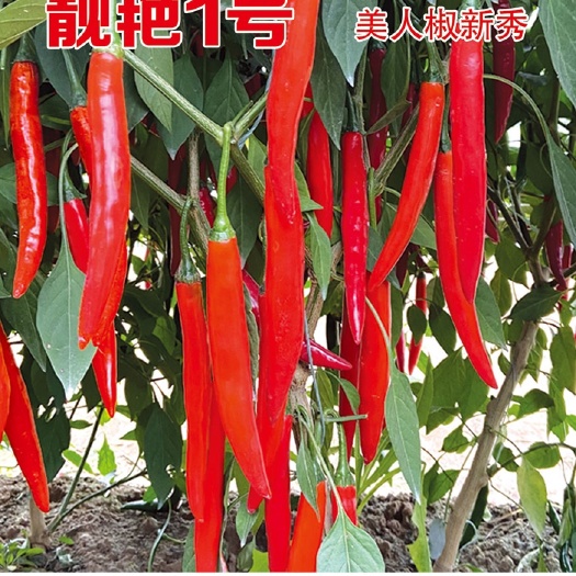 昆明美人椒种子，果型好看颜色亮