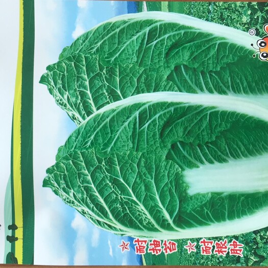 大白菜种子 云南优质大白菜种子—耐寒耐根肿病单株4公斤