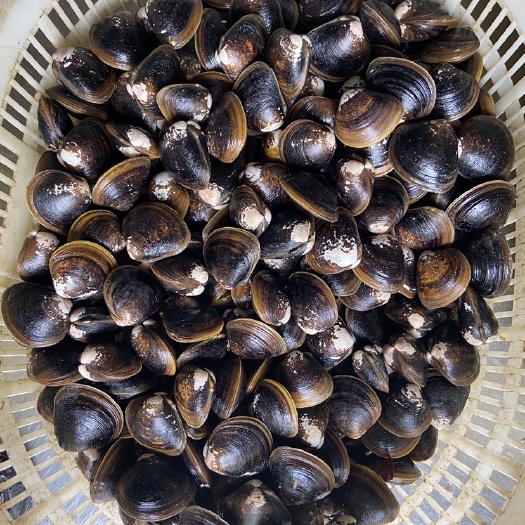 合浦县 地角螺  淡水螺