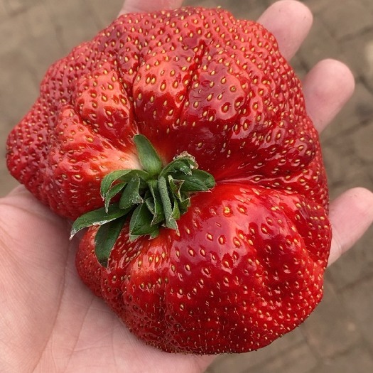 太康县天仙醉草莓 新鲜草莓