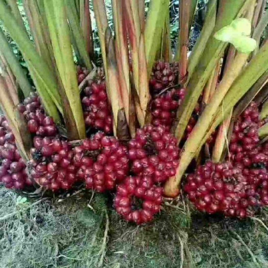 昆明 草果
