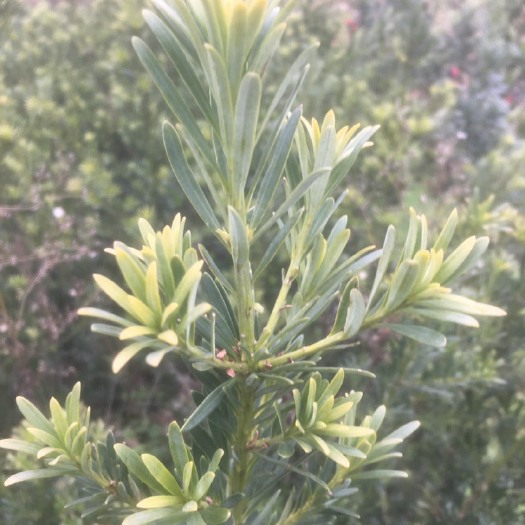 长沙 小叶罗汉松
