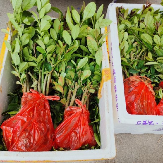 灵山县广东香水柠檬苗