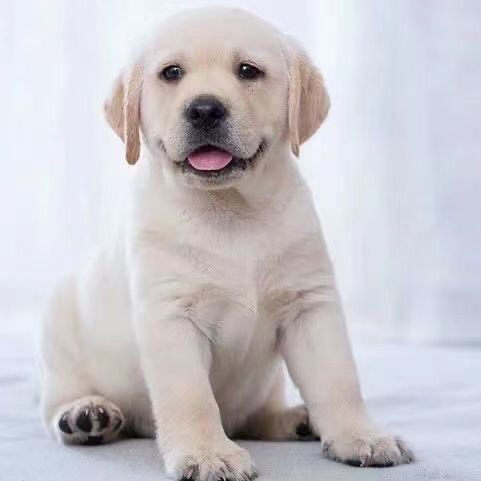 嘉祥县拉布拉多犬