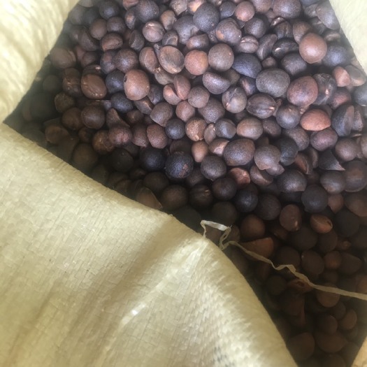 建宁县山茶油 茶籽茶油