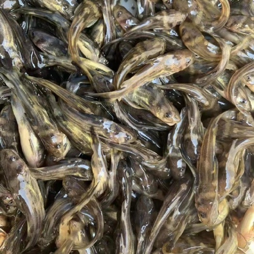 南宁优质黄骨鱼苗，规格齐全，成长速度快，全国发货
