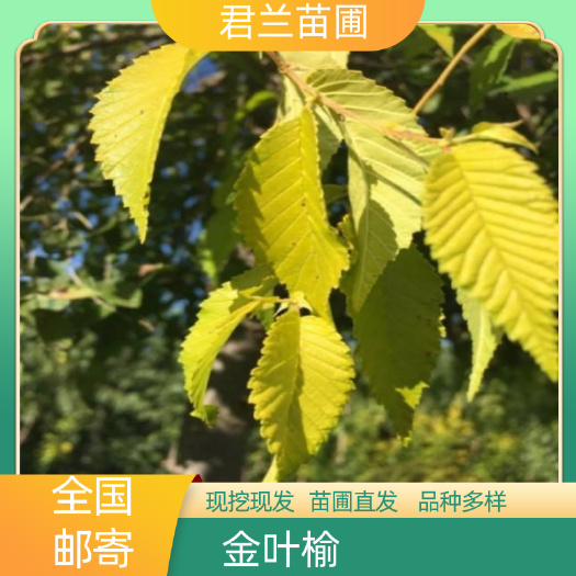开原市榆树苗  金叶榆地接金叶榆 金叶榆二年苗 金叶榆小苗 金叶