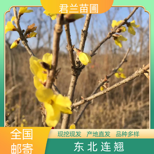 开原市东北连翘苗东北连翘 连翘 连翘小苗 二年苗 直杆连翘 建圃
