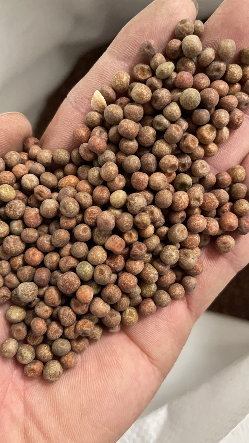 临沂批发加拿大一号 小粒麻豌豆种子 水培豌豆苗 芽苗菜种子