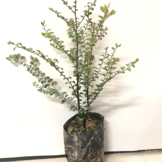 广州小叶紫檀盆栽 名贵苗木 正宗小叶紫檀树苗 细叶紫檀树苗 盆栽观赏植物 四季