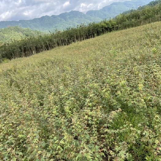 利川市 小叶鸡爪槭