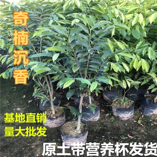 广州名贵树苗正宗奇楠沉香树苗越南奇楠沉香树苗绿化树苗盆栽原土