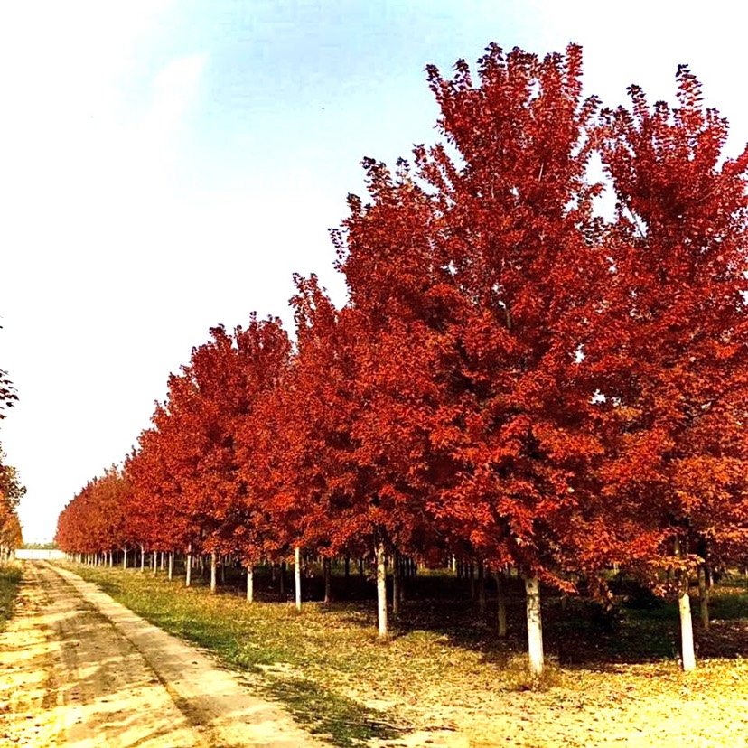 邳州市15公分美国红枫，树形优美，冠幅饱满，价格实惠！