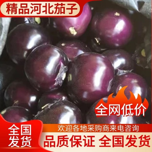 河北唐山乐亭，圆茄，大量上市，质量保证，需要的老板联系