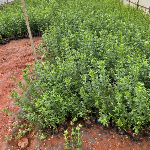 云南黄素馨 迎春花  量大从优  产地直供  自产自销苗木花