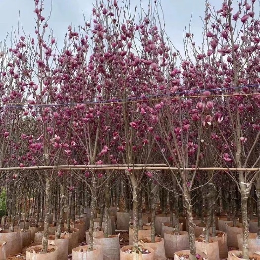 普宁市荷花玉兰、玉堂春、紫玉兰广东苗木各种规格