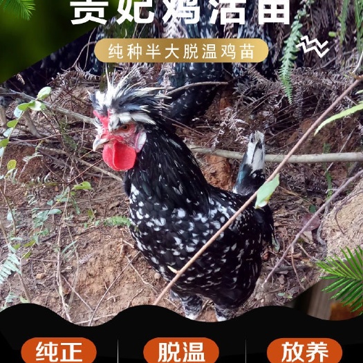 嘉祥县 半斤贵妃鸡幼苗纯种贵妃鸡幼苗观赏鸡半大活体鸡脱温鸡贵妇鸡