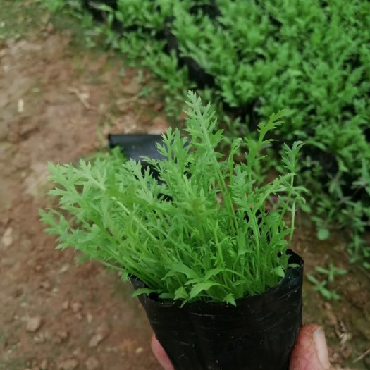 蓍草，一手货源，基地直销，大量供应