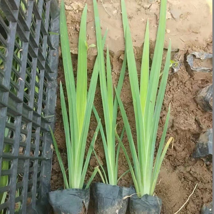 黄菖蒲 一手货源 基地直销 大量供应