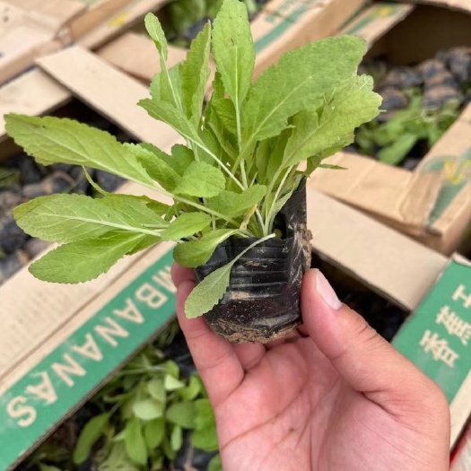青州市地被鼠尾草，基地直发，一手货源，大量供应