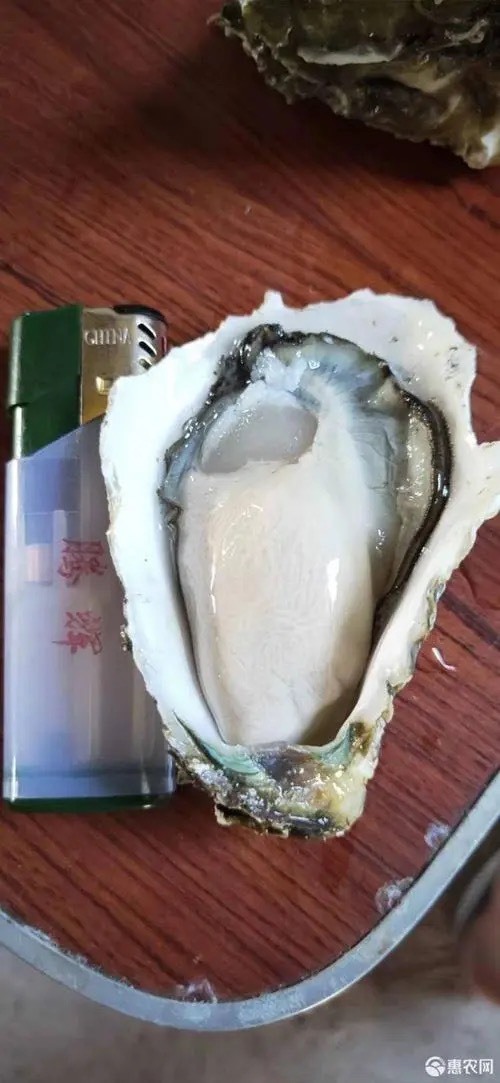诏安县电白牡蛎 包邮批发大小生蚝100斤装一手货源地摊生蚝烧烤