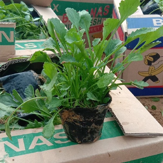 青州市大滨菊，基地直销，一手货源，大量供应