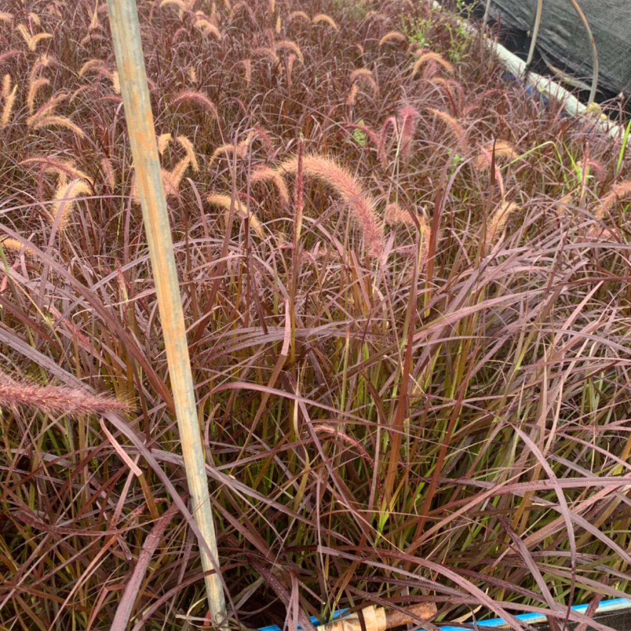 [紫葉狼尾草批發]紫葉狼尾草 產地直供 自產自銷 苗木花卉 工程對接