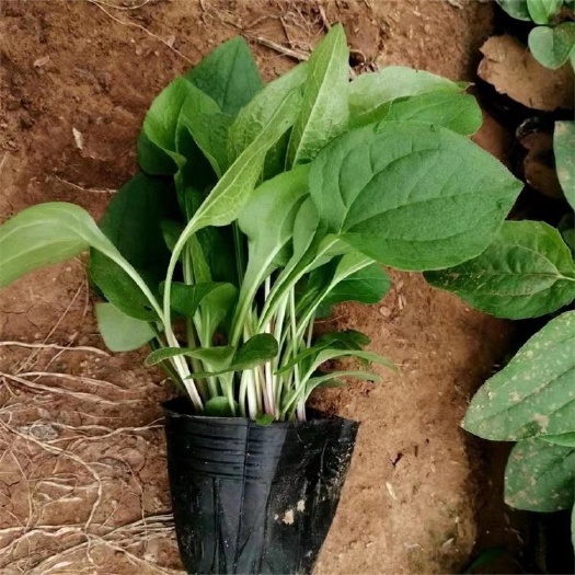 青州市松果菊，一手货源，基地直销，大量供应