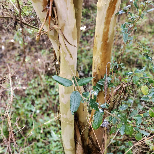遵义东魁杨梅树苗 出售果树绿化树