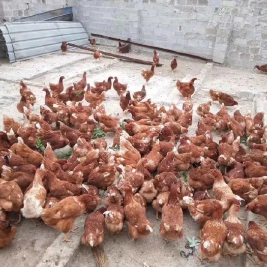 苏州正在下蛋产蛋王海兰褐蛋鸡下蛋鸡活鸡红毛活体蛋鸡土鸡到家