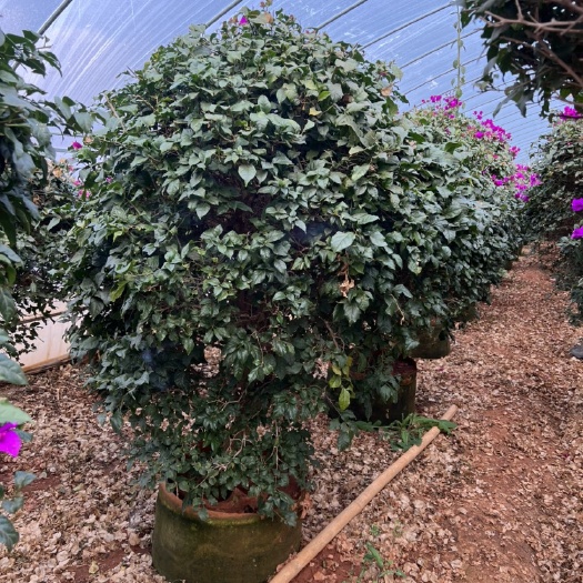 宜良县紫花三角梅 三角梅球 产地直供 自产自销 苗木花卉 工程对接