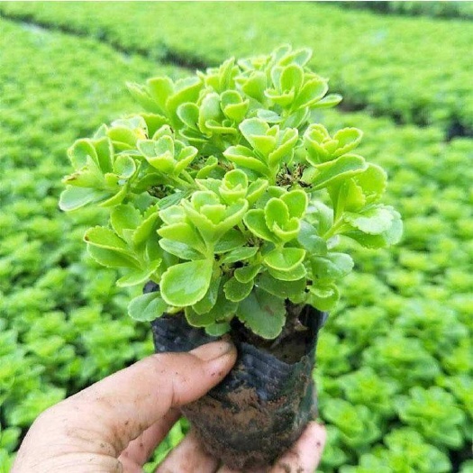 德国景天，基地直销，一手货源，大量供应