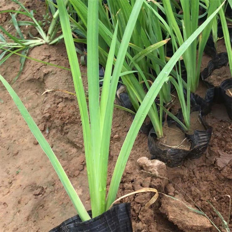 黄菖蒲 一手货源 基地直销 大量供应