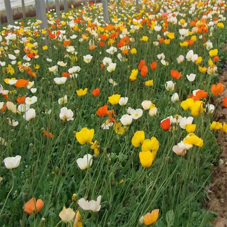 青州市 虞美人，一手货源，基地直销，大量供应