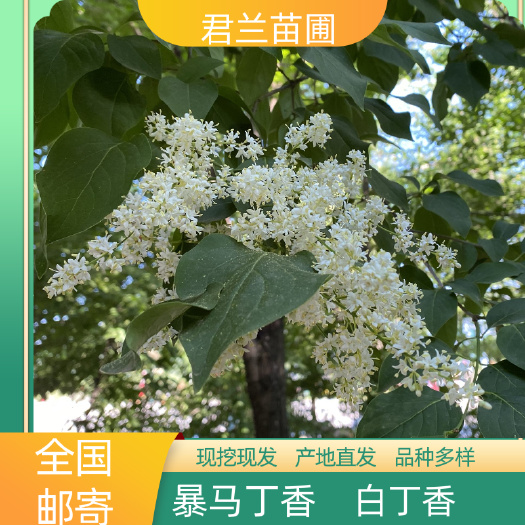 开原市暴马丁香  小苗暴马丁香苗 苗圃直发 质优价低 暴马丁香
