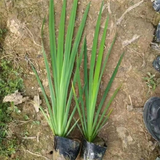 青州市黃菖蒲 一手貨源 基地直銷 大量供應