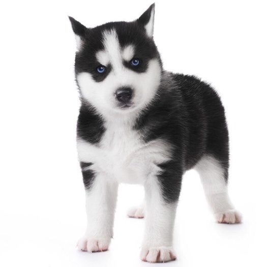 嘉祥县 哈士奇犬