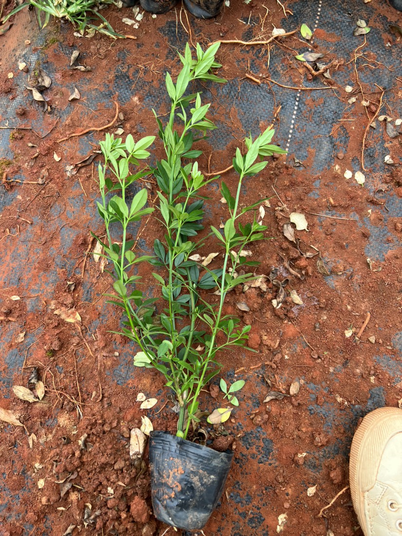 云南黄素馨 迎春花  量大从优  产地直供  自产自销苗木花