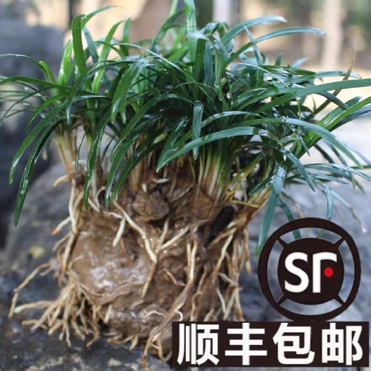 沭阳县玉龙草日本矮麦冬草别墅花园耐寒草坪沿阶草耐阴正宗矮麦冬草