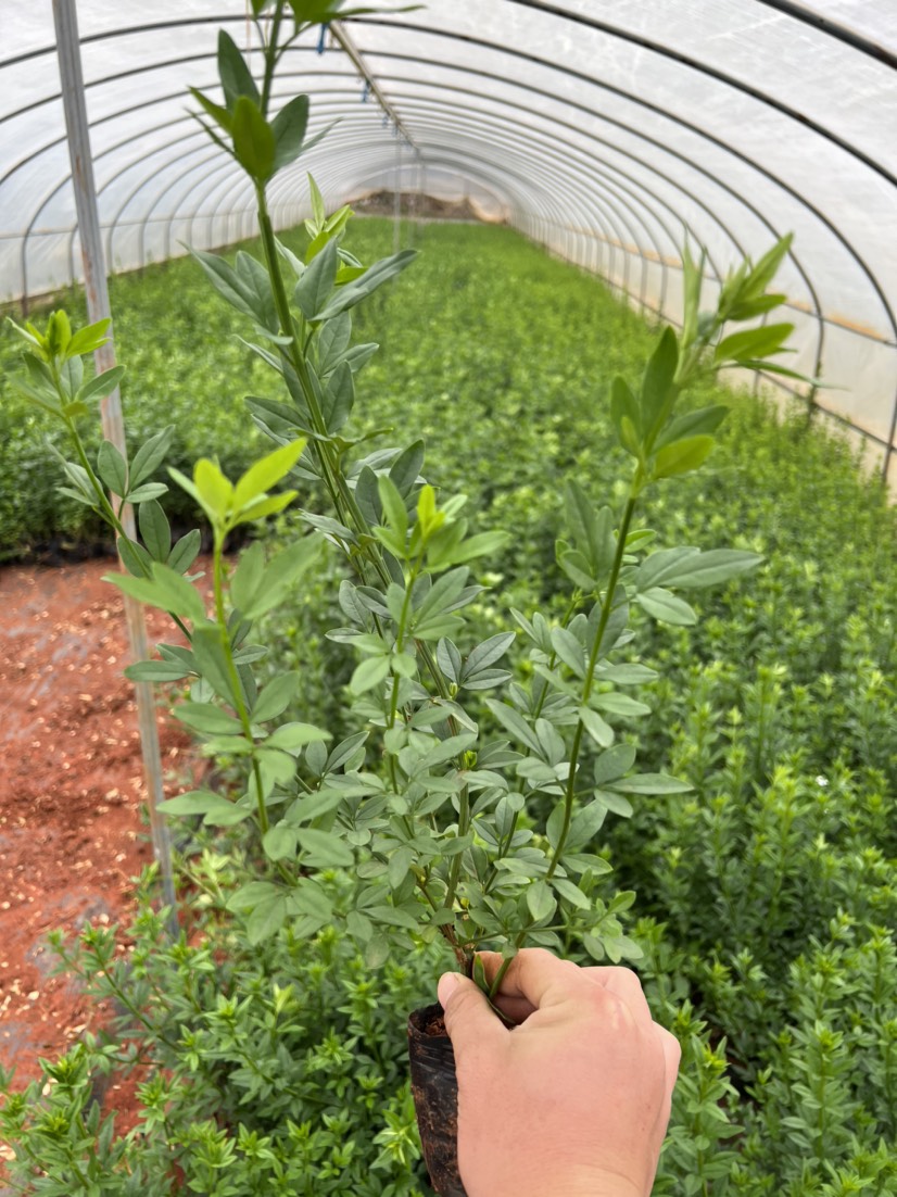 云南黄素馨 迎春花  量大从优  产地直供  自产自销苗木花