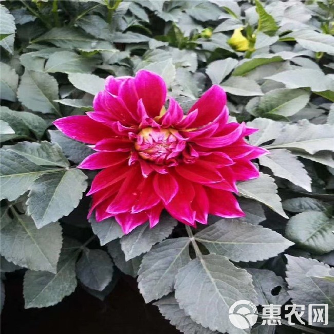 大丽花苗 大丽花 基地自产自销 大丽花批发基地