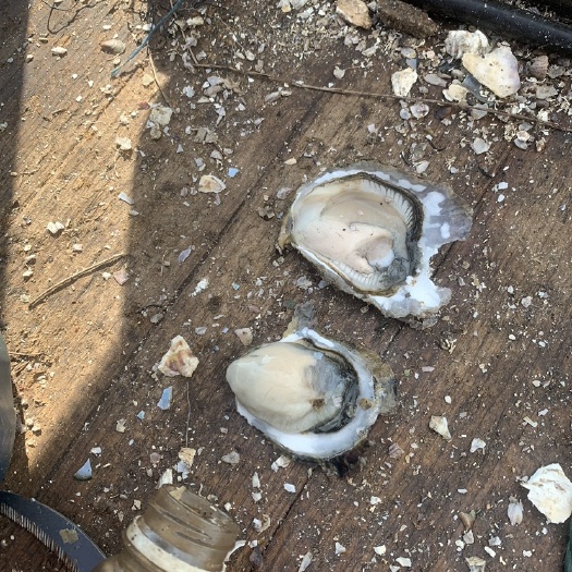 生蚝 福建蚝。肥度9成上。可承接大小包装