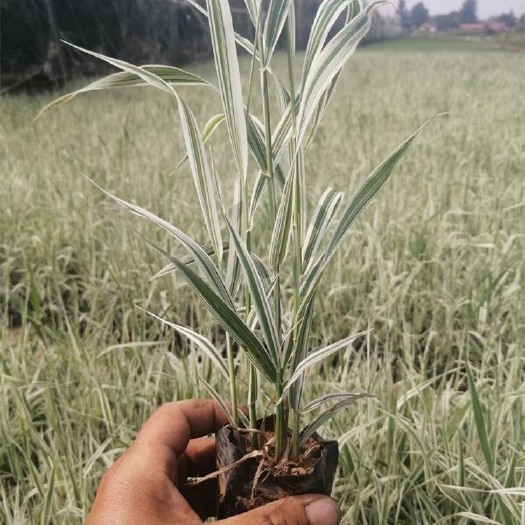 花叶芦竹基地，大量供应花叶芦竹，精品苗