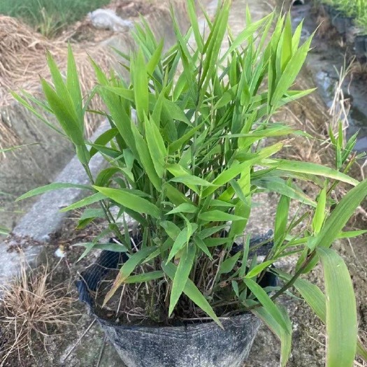 青州市草花 风铃草，一手货源，基地直销，大量供应