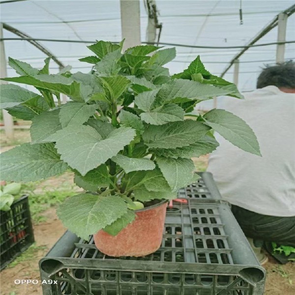 大丽花苗 大丽花 基地自产自销 大丽花批发基地