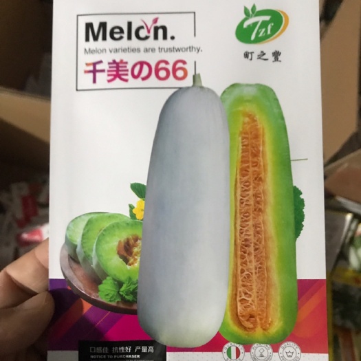 临沂博洋甜瓜种子 千美66甜瓜种子高糖干瓤甜瓜种子