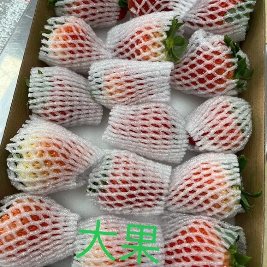 东港市奶油草莓 丹东九九草莓量大优惠