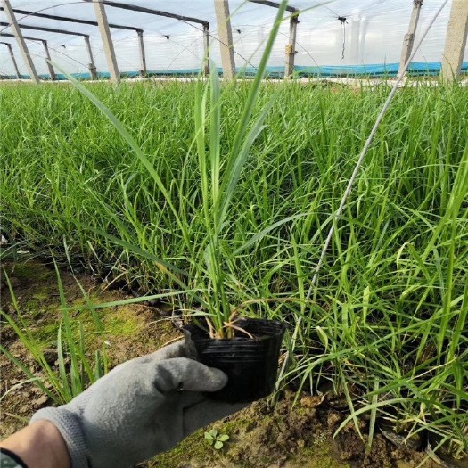 青州市 卡尔拂子茅 量大质优 基地直销 大量供应